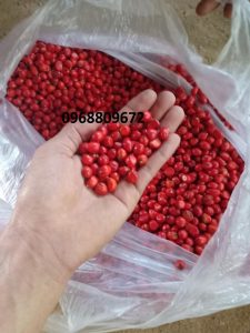 Hạt giống cây giổi xanh