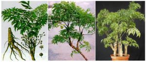 Cây đinh lăng nếp lá nhỏ