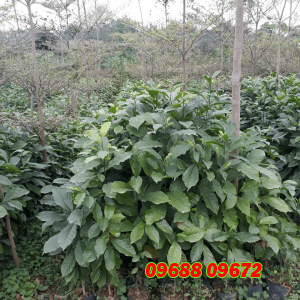 Cây dổi