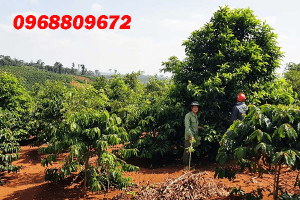 Cây giổi xanh