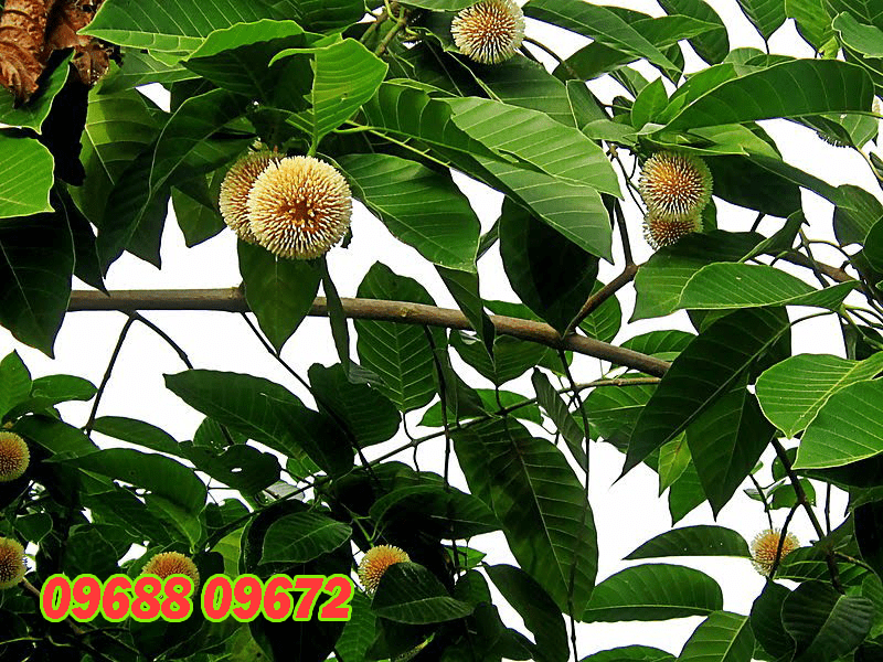 Lý do cây gáo vàng được ưu chuộng tại Việt Nam - Cây Giống Vĩnh Phúc
