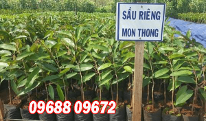 Cơ sở cung cấp giống cây trồng miền Bắc