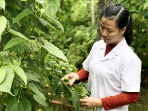Địa chỉ cung cấp giống cây trồng tại Vĩnh Phúc