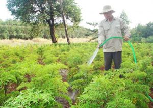 Kỹ thuật trồng cây đinh lăng