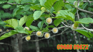 Cây gáo vàng có tác dụng gì