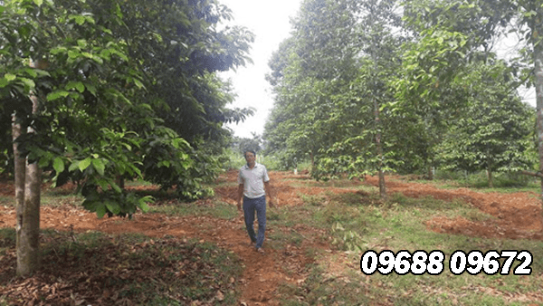 Vườn cây dổi Vườn cây dổi