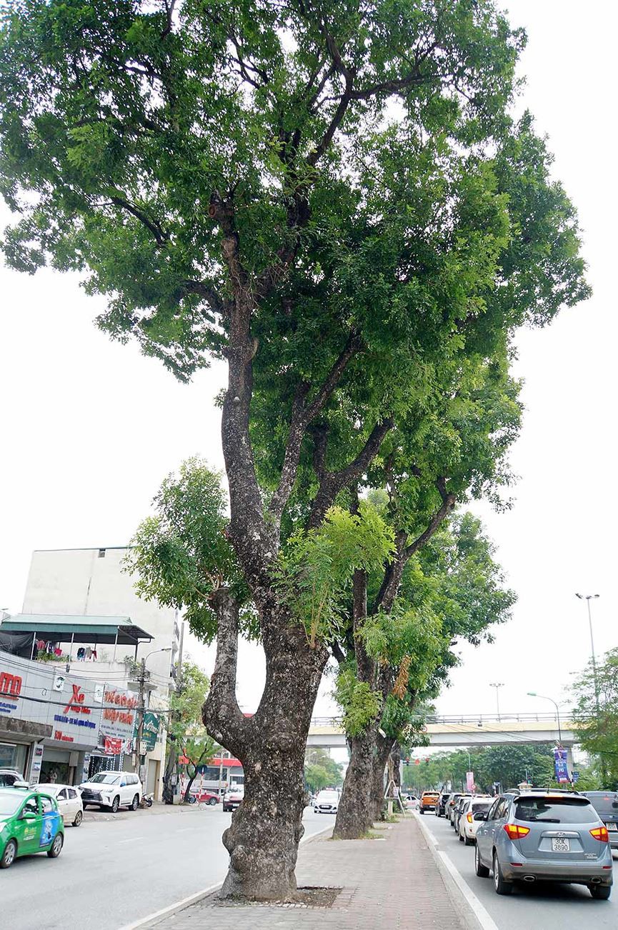 Cây xà cừ là gì