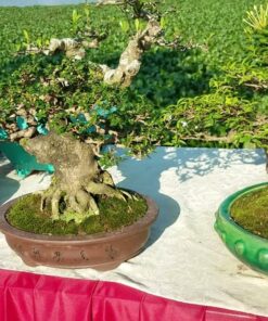 Cây sam hương bonsai